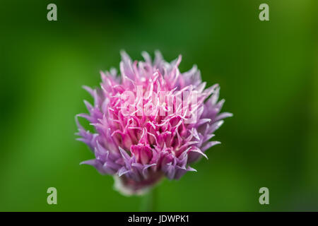 Unico fiore di erba cipollina isolato naturale su sfondo verde. Giardino di fiori di erbe, Wales, Regno Unito, Giugno Foto Stock