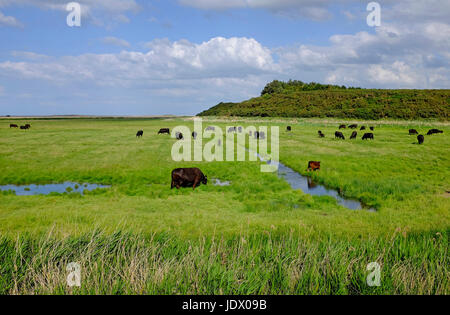 Il pascolo di bestiame su cley paludi, North Norfolk, Inghilterra Foto Stock