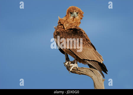 Immaturo Bateleur eagle (Terathopius ecaudatus) appollaiato su un ramo, il Kalahari, Sud Africa Foto Stock