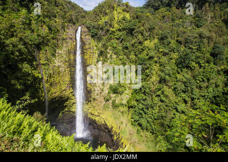 Akaka Falls, Hawaii, USA, colore foto orizzontale di una cascata nel mezzo di un lussureggiante foresta pluviale. Foto Stock