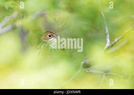 Ovenbird in primavera Foto Stock