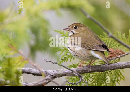 Ovenbird in primavera Foto Stock