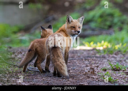 Famiglia della volpe rossa Foto Stock