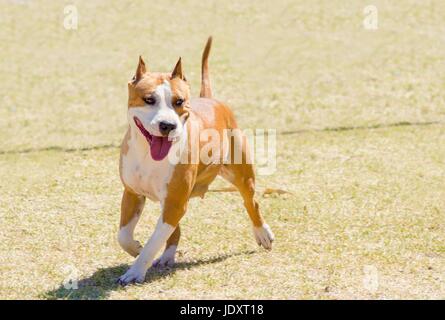 Un piccolo, belle, giovani, bianco e rosso sable American Staffordshire Terrier camminando sul prato mentre bloccato la lingua fuori e guardando giocoso e allegro. Le sue orecchie sono ritagliate. Foto Stock