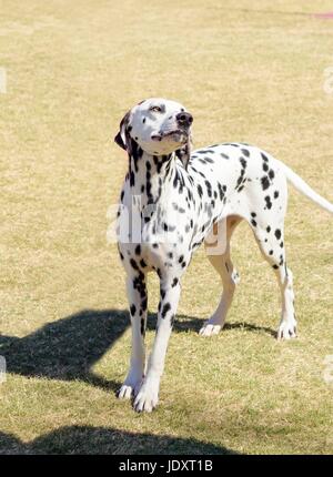 Un giovane bellissimo cane dalmata in piedi sul prato caratteristico per le sue bianche e macchie nere sul suo mantello e per essere stato di avviso, attivi e intelligenti di razza. Foto Stock