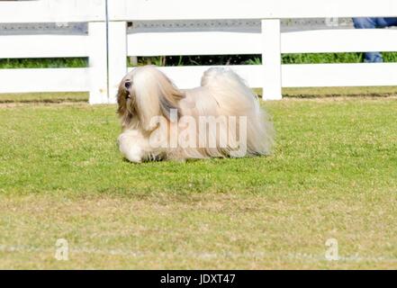 Una vista di profilo di un piccolo giovane di colore marrone chiaro, fulvo, beige, grigio e bianco Lhasa Apso cane con un lungo cappotto setosa in esecuzione sull'erba. I capelli lunghi e la barba Lasa cane ha pesanti dritto lungo cappotto e è un cane da compagnia. Foto Stock