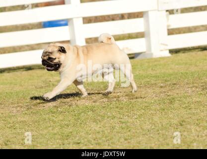 Un piccolo, belle, giovani, fawn Pug con un rugoso breve imbavagliata faccia in esecuzione sul prato cercando giocoso e allegro. Il pug cinese è un Happy dog con profonde rughe, round di testa e di coda arricciata sul retro. Foto Stock