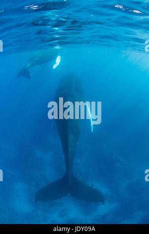 Humpback Whale, madre e del polpaccio, Megaptera novaeangliae, Banca d'argento, Oceano Atlantico, Repubblica Dominicana Foto Stock