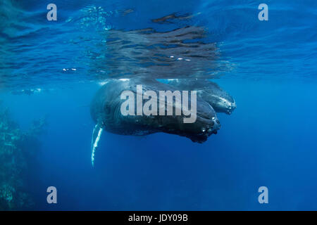 Humpback Whale, madre e del polpaccio, Megaptera novaeangliae, Banca d'argento, Oceano Atlantico, Repubblica Dominicana Foto Stock