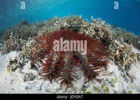 La corona di spine in Coral Reef, Acanthaster planci, Melanesia, Oceano Pacifico Isole Salomone Foto Stock
