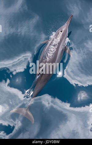 Spinner il Delfino Stenella longirostris, Melanesia, Oceano Pacifico Isole Salomone Foto Stock