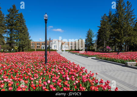 Tulipes in primavera Foto Stock