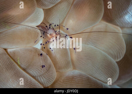 Gamberetti commensali in bolla Coral, Vir philippinensis, Wakatobi., Celebes, Indonesia Foto Stock