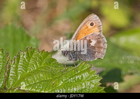 Small Heath (Coenonympha pamphilus) Foto Stock