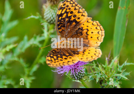 Macro closeup di grande Lamas Fritillary farfalla sulla rosa dei fiori di cardo Foto Stock