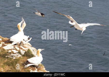 Sule sulla scogliera che si affaccia sull'oceano Foto Stock