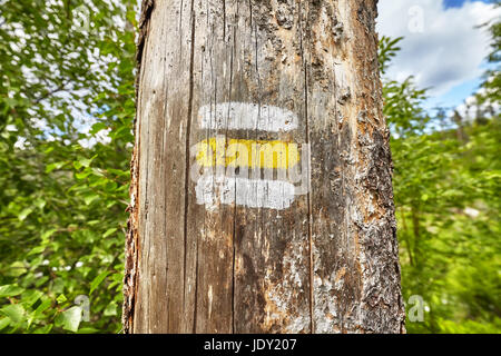 In prossimità di un sentiero escursionistico marcatura dipinta su albero, Alti Tatra, Slovacchia. Foto Stock