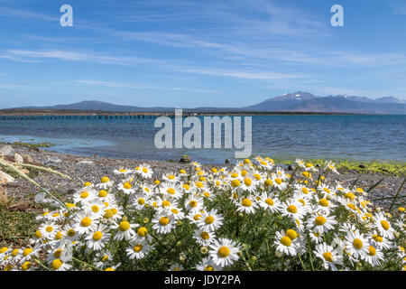 I fiori di camomilla e Almirante Montt golfo in Patagonia - Puerto Natales, regione di Magallanes, Cile Foto Stock