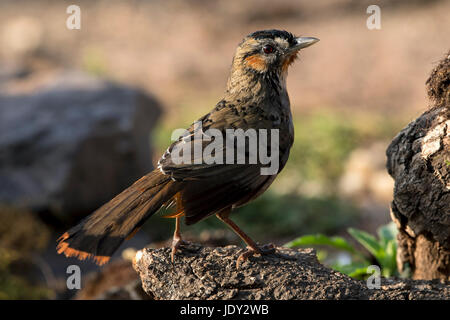 L'immagine di Rufous-chinned Laughingthrush (Garrulax rufogularis) in Saatal, Uttarakhand, India Foto Stock