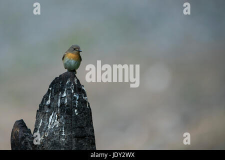 L'immagine di Blu-throated flycatcher blu (Cyornis rubeculoides) femmina in Sattal, Uttarakhand, India Foto Stock