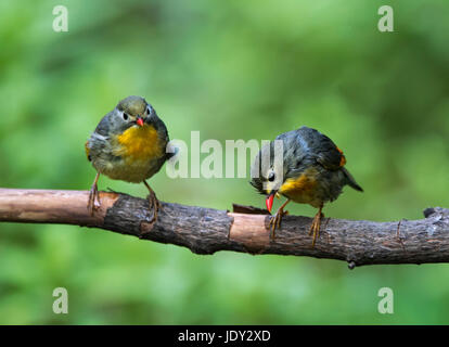 L'immagine di Rosso fatturati leiothrix (Leiothrix lutea ) in Sattal,Uttarakhand, India Foto Stock