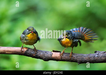 L'immagine di Rosso fatturati leiothrix (Leiothrix lutea ) in Sattal,Uttarakhand, India Foto Stock
