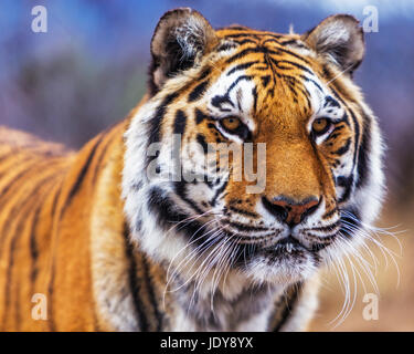 Tigre Foto Stock