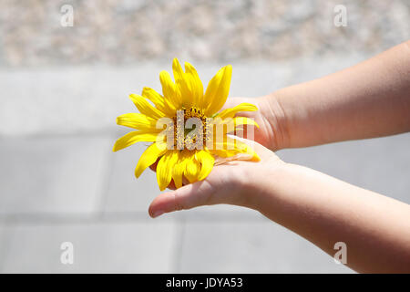 Piccola ragazza detiene il bellissimo girasole nella fotocamera Foto Stock