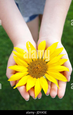 Piccola ragazza detiene il bellissimo girasole nella fotocamera Foto Stock