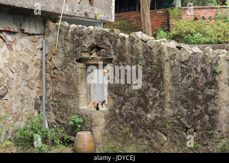 Tartaruga gatto seduto sulla finestra delle rovine del villaggio di gatto di Houtong, Taiwan. Foto Stock