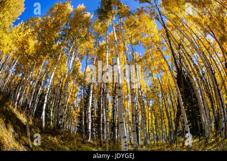 Una foresta di coloratissimi aspen alberi in autunno prese con ampio angolo lente fisheye. Foto Stock