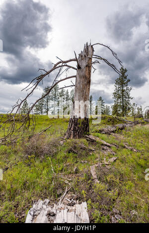 Pino antico Snag a Turnbull National Wildlife Refuge. Foto Stock