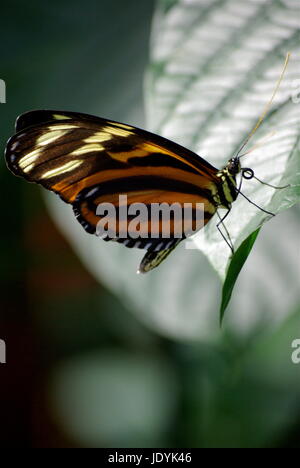 Zebra Longwing Butterfly2 Foto Stock