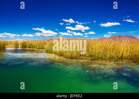 Canne sul lago Titicaca. I pettini sono utilizzati per la costruzione dei manufatti di Uros isole galleggianti Foto Stock