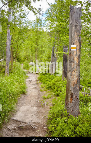 Sentiero escursionistico marcatura dipinta su albero in Alti Tatra, Slovacchia. Foto Stock