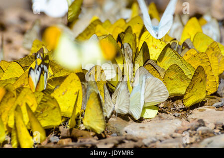 Grande gruppo di erba gialla o Eurema Hecabe butterfly e varie specie di avanzamento sul terreno. Foto Stock