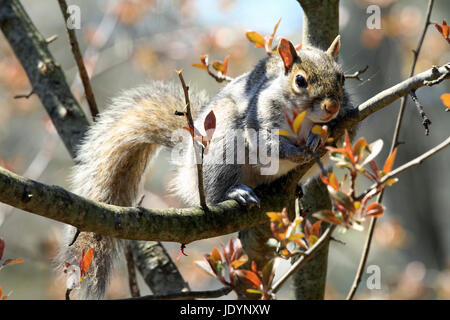 Close-up di grigio orientale scoiattolo (Sciurus carolinensis) crogiolarsi al sole su un ramo di un germogliamento crab apple tree in primavera Foto Stock