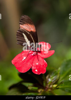 Il postino Butterfly, Heliconius melpomene :. Questi tipi di farfalle sono anche noti come passione vine farfalle. Essi vanno dal Brasile al Messico. Foto Stock