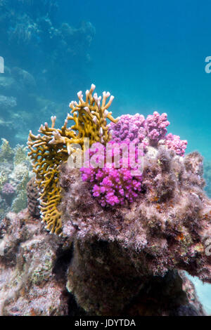 Coral reef con fuoco e coralli duri presso il botto di mare tropicale blu su fondo di acqua Foto Stock