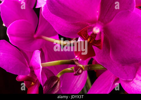 Splendida orchidea rossa su sfondo scuro Foto Stock