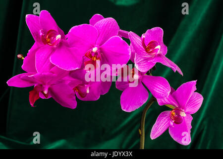 Splendida orchidea rossa su sfondo scuro Foto Stock