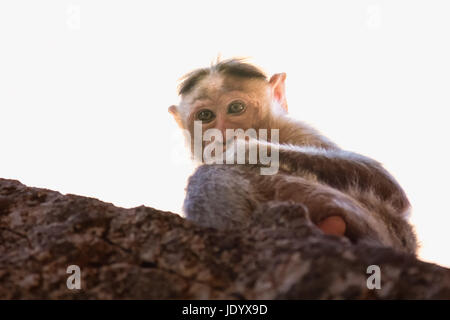 Monkey seduto sulla roccia Foto Stock