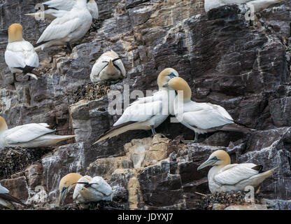 Primo piano di coppia di gannetti settentrionali, Morus faganus, nidificazione su Bass Rock, Firth of Forth, Scozia, Regno Unito, la più grande colonia di gannetti settentrionali Foto Stock