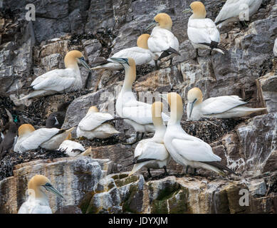 Primo piano di coppie di gannetti settentrionali, Morus faganus, nidificazione su Bass Rock, Firth of Forth, Scozia, Regno Unito, la più grande colonia di gannetti settentrionali Foto Stock