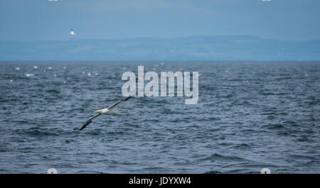 Gannets, Morus fagana, che sorvola la superficie del mare, Firth of Forth, Scozia, Regno Unito Foto Stock