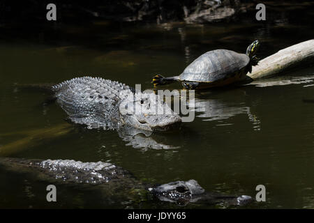 Alligatori (Alligator mississippiensis) e tartaruga (Pseudemys concinna floridana) di appoggio, nuoto, Big Cypress National Preserve, Florida, Stati Uniti d'America Foto Stock