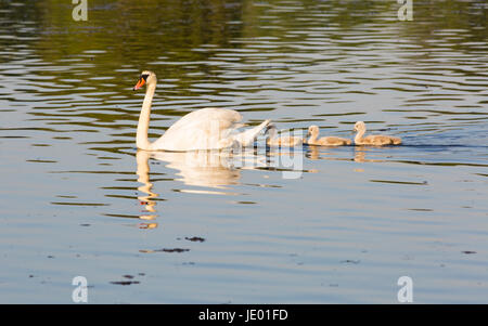 Poole, Dorset, Regno Unito. Il 21 giugno, 2017. Regno Unito: Meteo Swan, Cygnus olor, e cygnets nuoto sul lago nella luce della sera in una calda serata di sole a Poole Park. Credito: Carolyn Jenkins/Alamy Live News Foto Stock