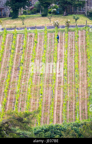 Un lavoratore controllare i vigneti su una giornata d'estate presso il rinomato enologi al Camel Valley Vineyard, Bodmin, Cornwall Foto Stock