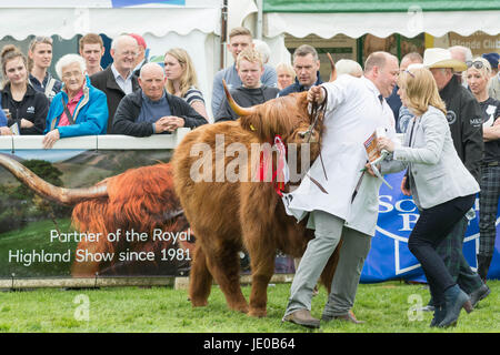 Royal Highland Show 2017 Highland Champion Eleonora di Ubhaidh Edimburgo, Scozia, Regno Unito. Il 22 giugno, 2017. Vincitore del premio Highland mucca diventa un po' overexuberant sul primo giorno del Royal Highland Show di Edimburgo. Lo spettacolo è in esecuzione fino al 25 giugno Credito: Kay Roxby/Alamy Live News Foto Stock