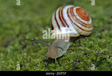 Quattro sensori Foto Stock